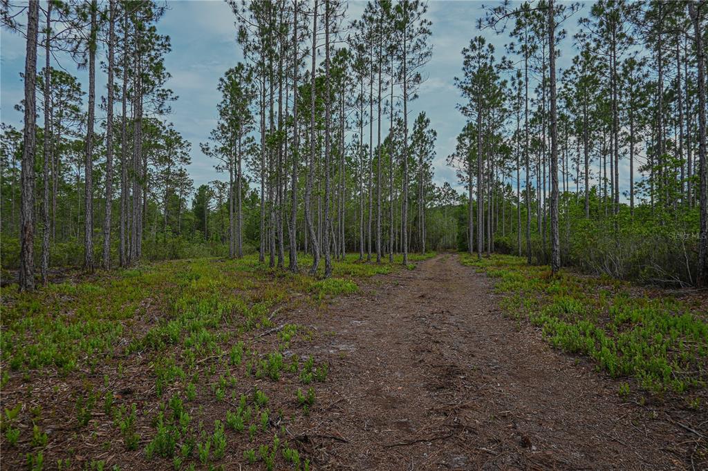 Northeast 150th Avenue Road Fort McCoy, FL 32134 - Photo 35 of 48 Gallery Image 35