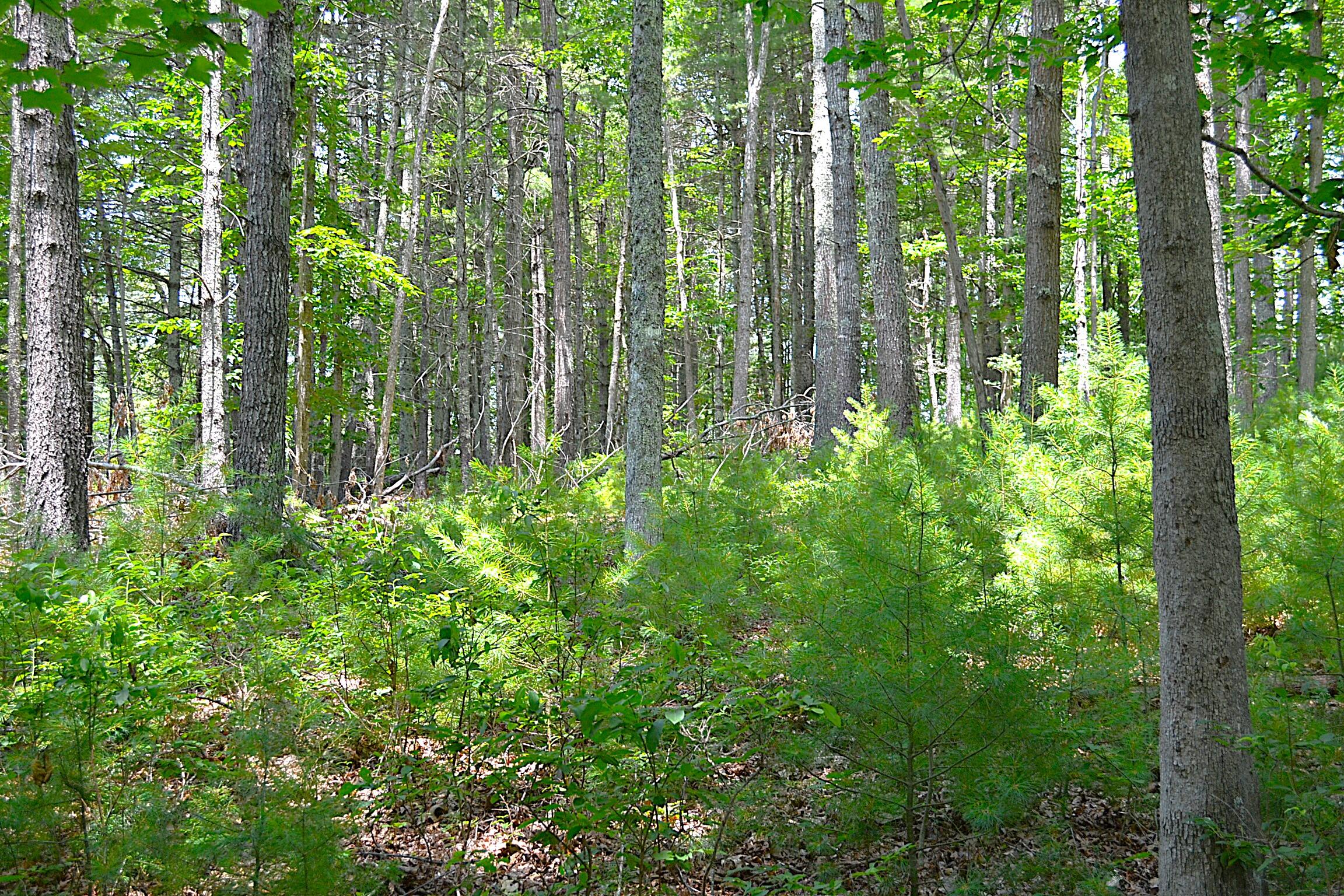 Moncove Lake Road Gap Mills, WV 24941 - Photo 15 of 27 Land View