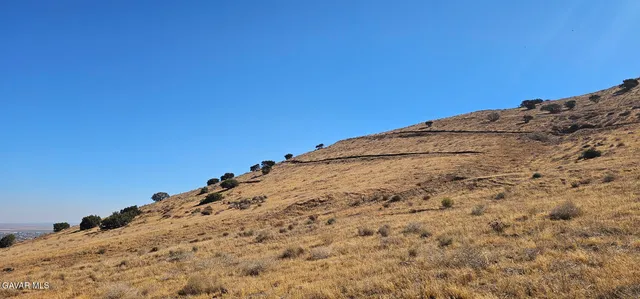 a view of a dry yard