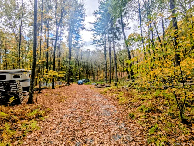 a view of tall trees