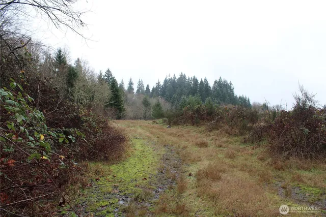a view of a forest with trees in the background
