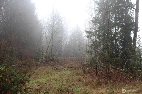 a view of a forest with trees in the background