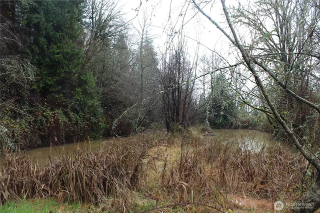 a view of a yard with plants and large trees