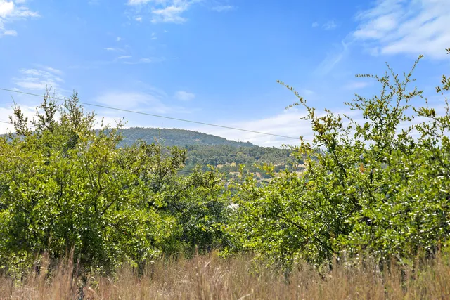 a view of a bunch of trees