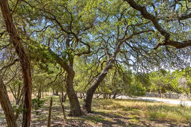 a view of tree covered with tall trees