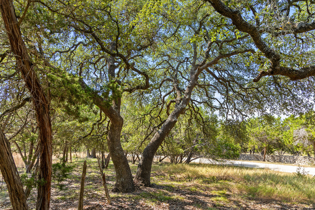 5818 Ranch Road 165 Blanco, TX 78606 - Photo 22 of 31 a view of tree covered with tall trees