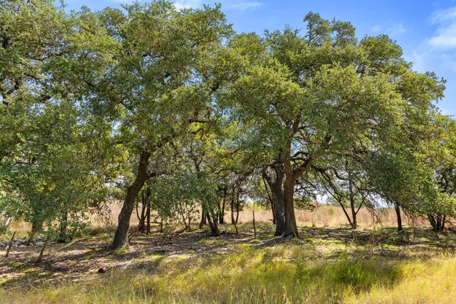 a view of a yard with a tree