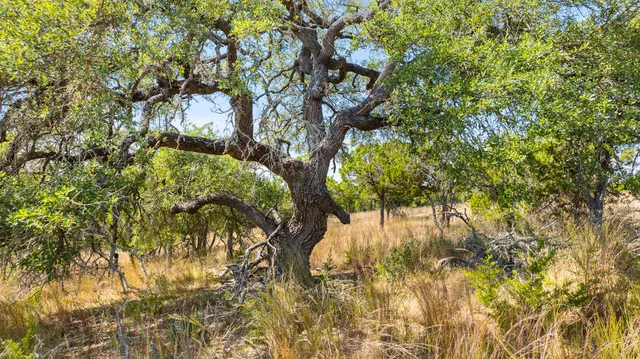 a view of tree covered with tall trees