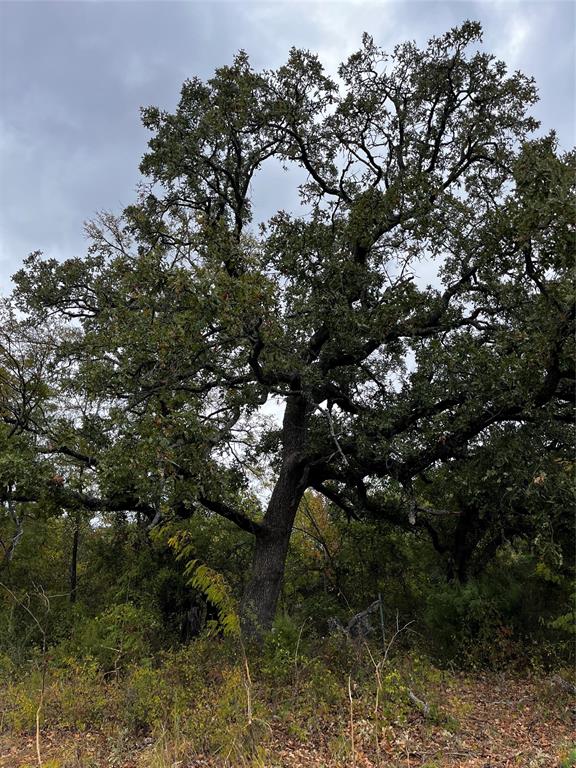 2 Flat Rock Road Azle, TX 76020 - Photo 12 of 13 a picture of tree