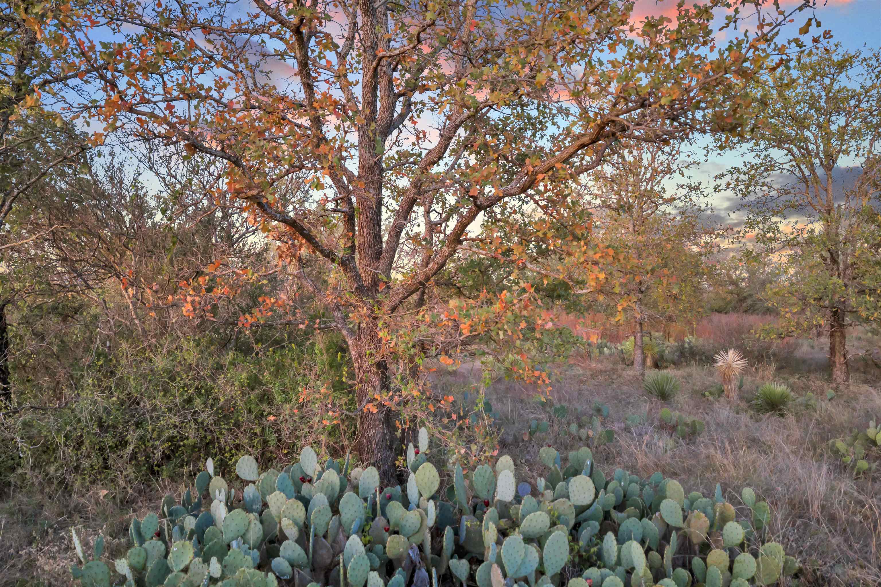 111 Quail Trail Marble Falls, TX 78654 - Photo 12 of 25 a view of a yard