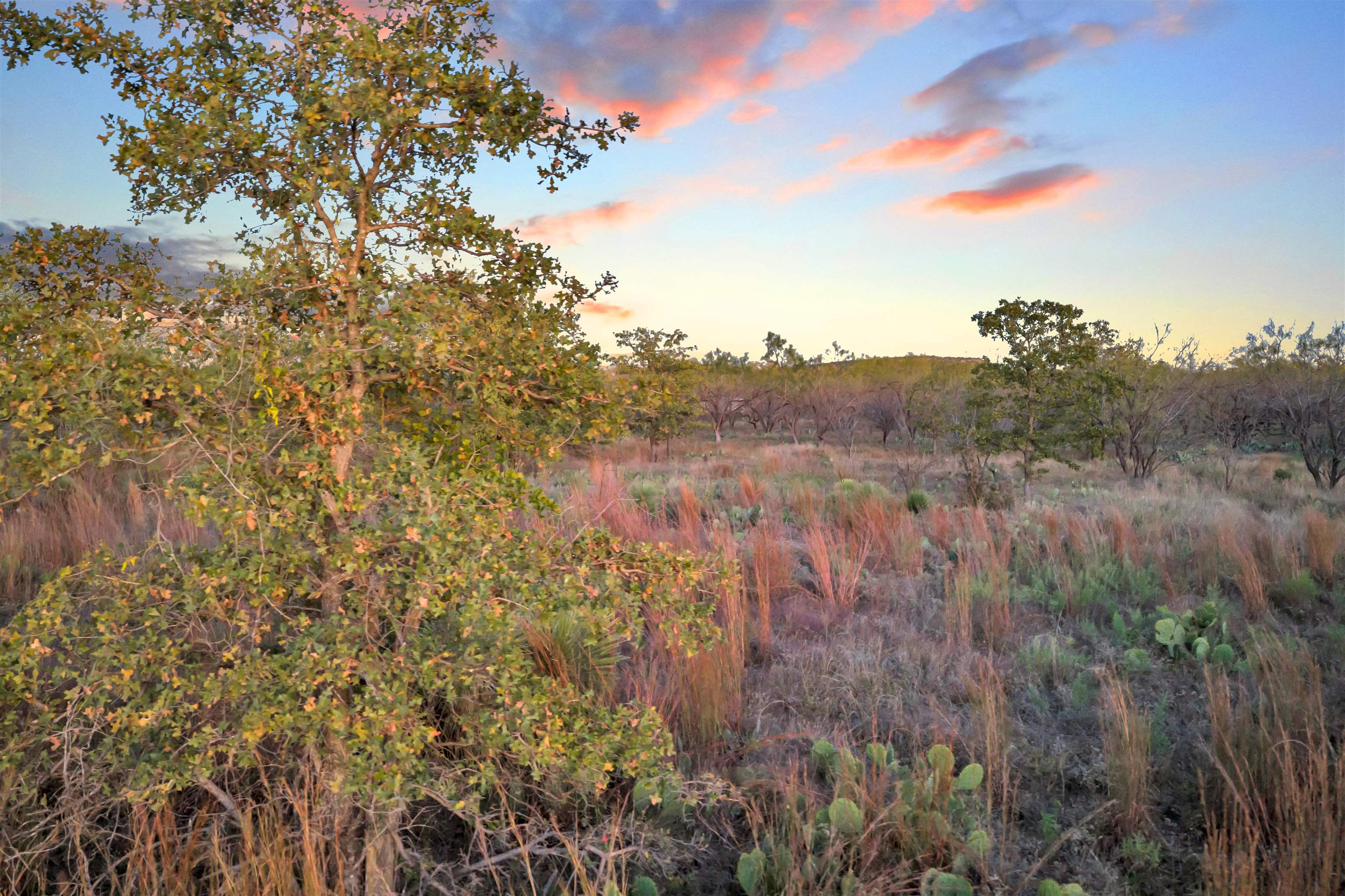 111 Quail Trail Marble Falls, TX 78654 - Photo 16 of 25 a view of a forest with a tree
