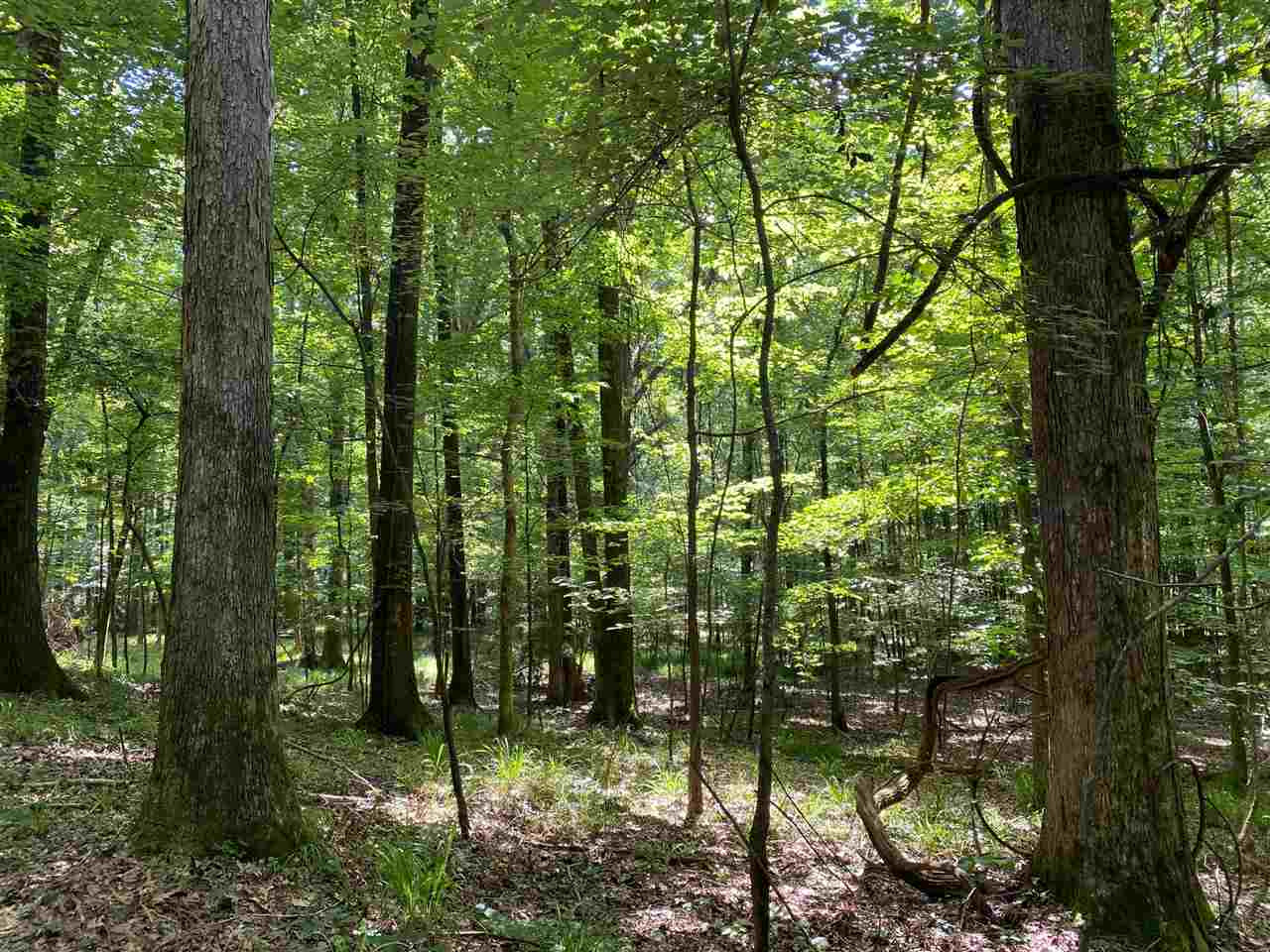 1 Cedar Hill Road Flora, MS 39071 - Photo 1 of 14 Photo 1
