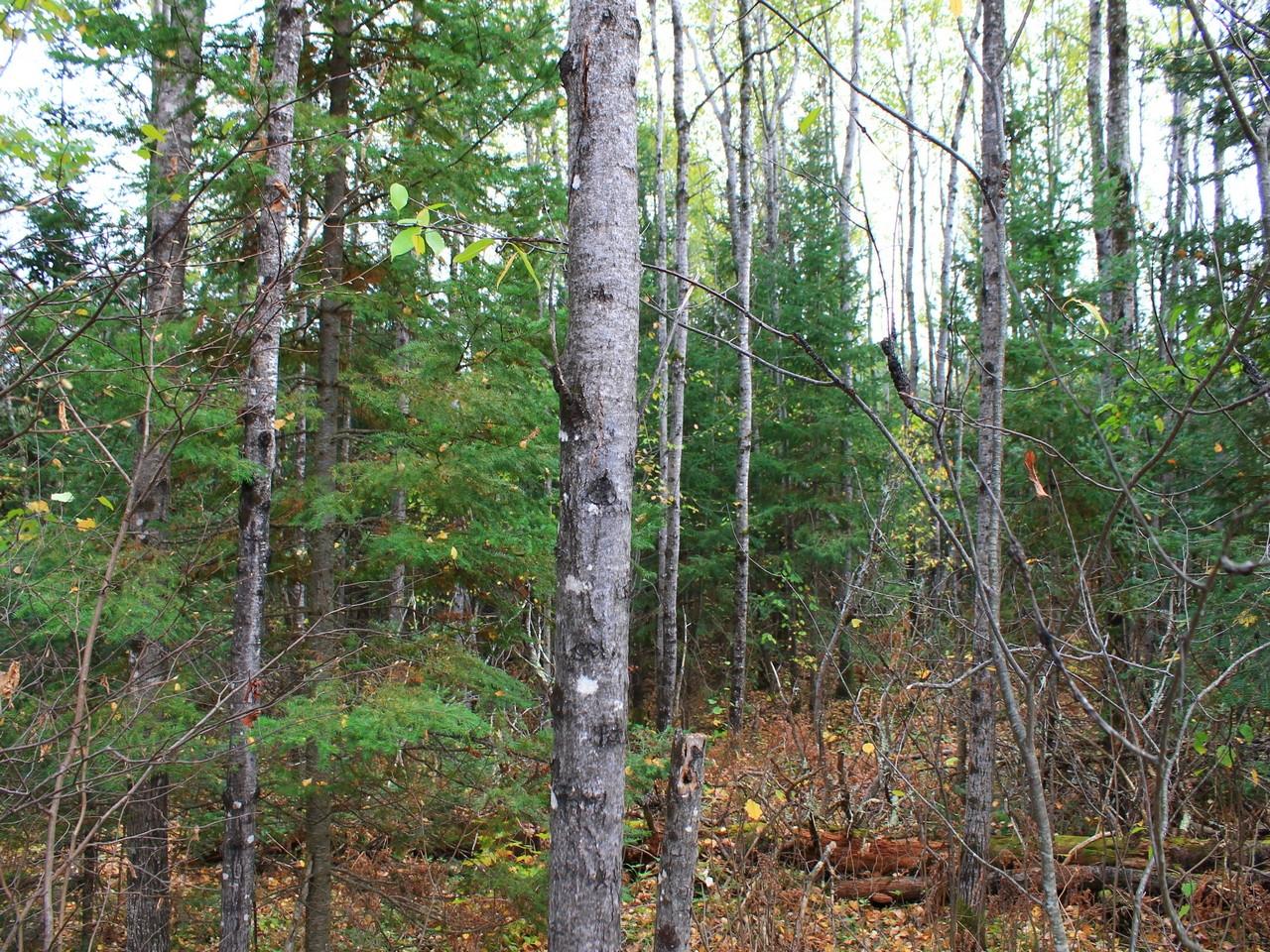 3353 West Nathan Pass Mercer, WI 54547 - Photo 53 of 58 Gallery Image 53