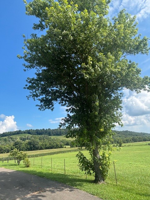 4801 Beech Hill Road Pulaski, TN 38478 - Photo 3 of 10 a view of a field with a tree