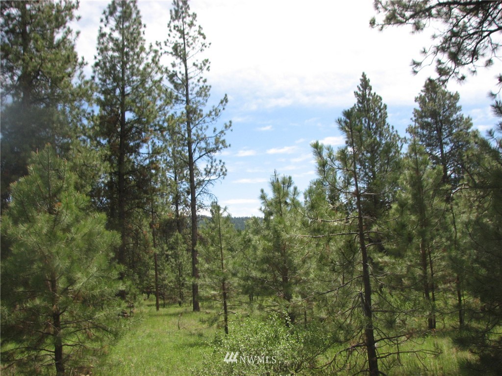 0 Whispering Pines Road Tonasket, WA 98855 - Photo 20 of 24 Gallery Image 20