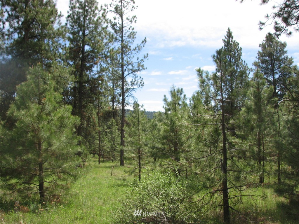 0 Whispering Pines Road Tonasket, WA 98855 - Photo 3 of 24 Gallery Image 3
