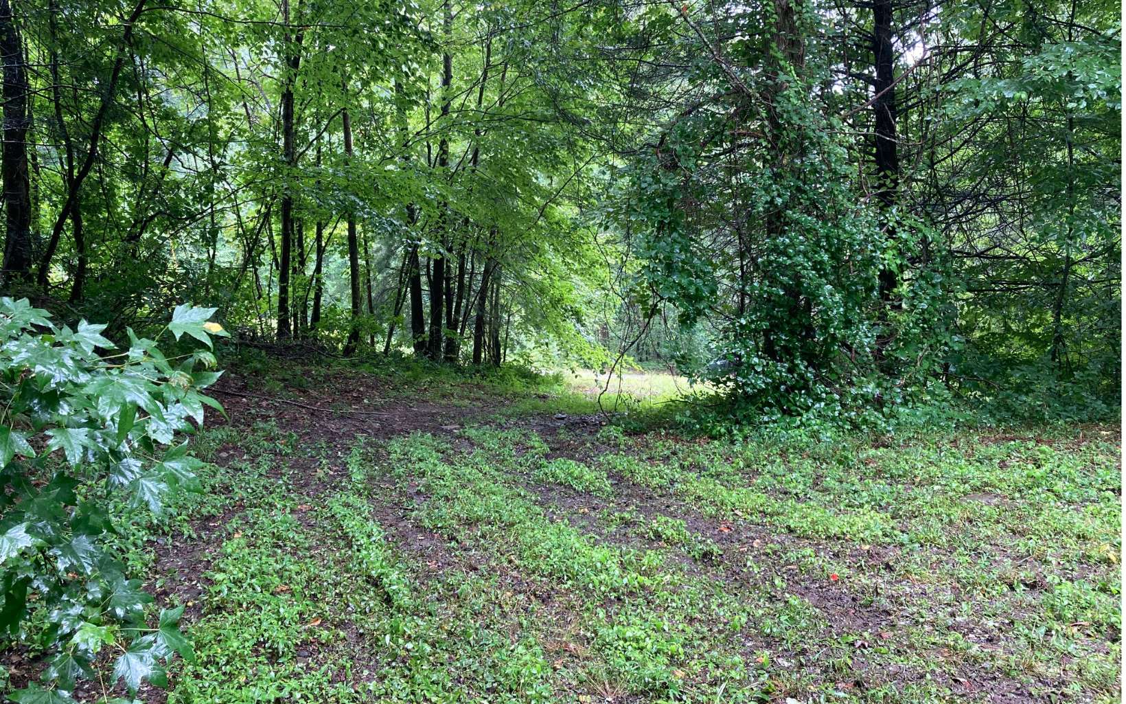 1149 Crystal Spgs Road Murphy, NC 28906 - Photo 3 of 4 a big yard with lots of green space and house in the back