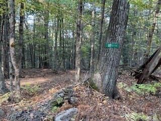 37 Smith Road Warwick, MA 01378 - Photo 14 of 21 a view of a forest filled with trees