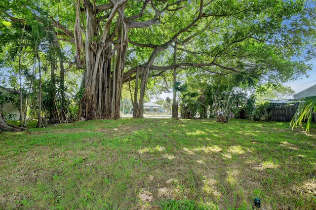 a view of a yard with a tree