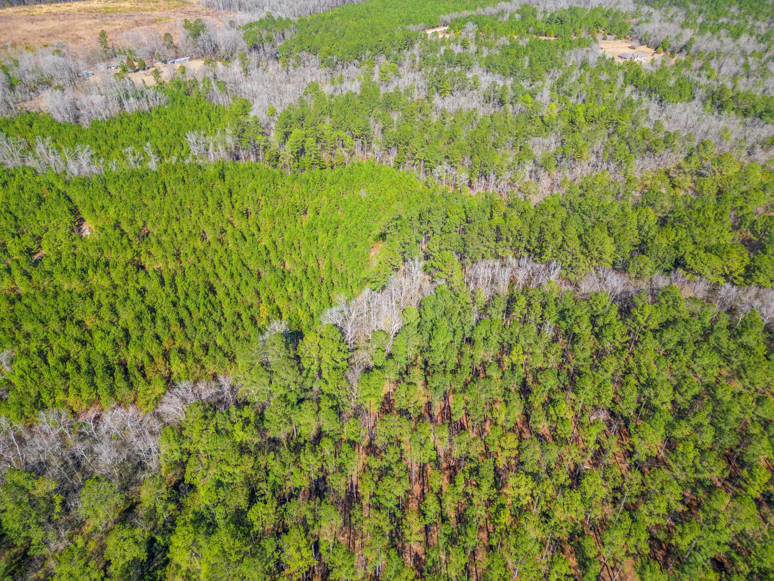 Tbd Williams Hill Road Hemingway, SC 29554 - Photo 6 of 17