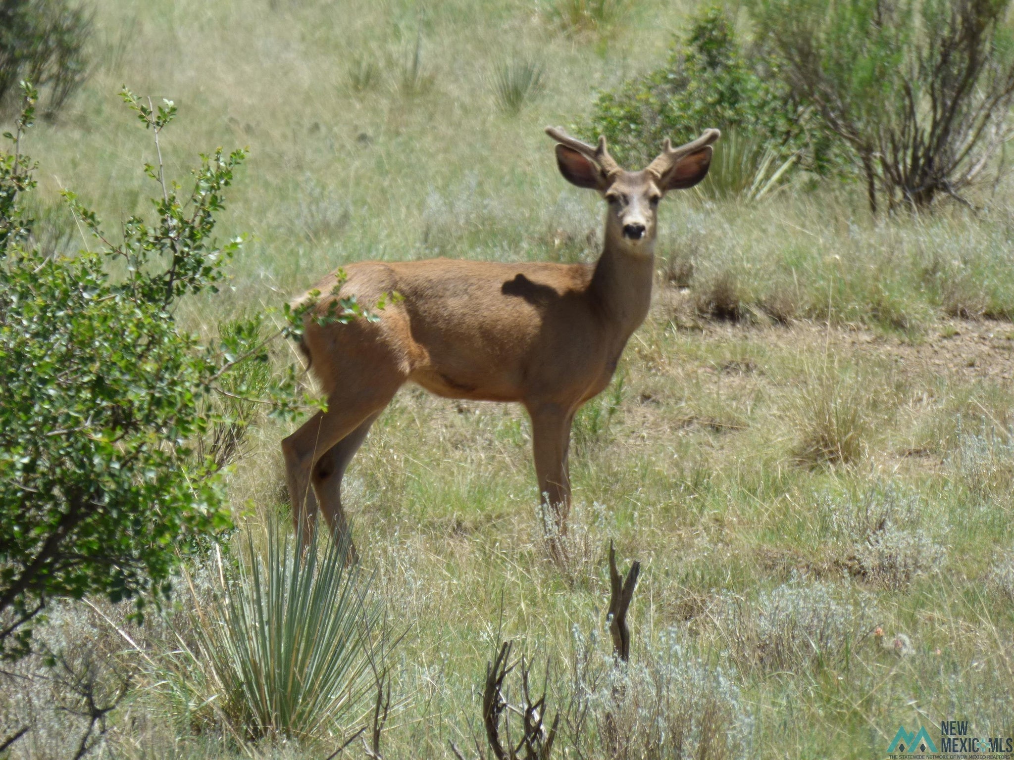 Market Street Raton, NM 87740 - Photo 12 of 20 Gallery Image 12