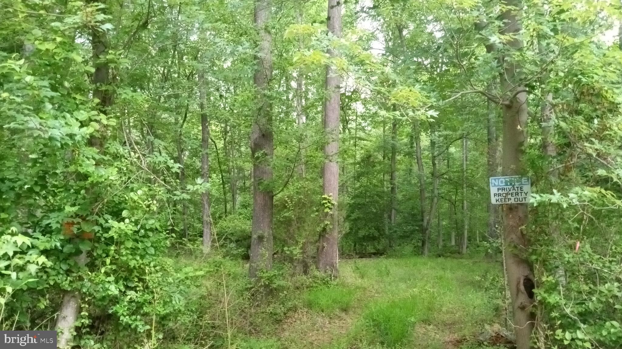 74 Dixontown Road Medford, NJ 08055 - Photo 1 of 3 a view of a lush green forest