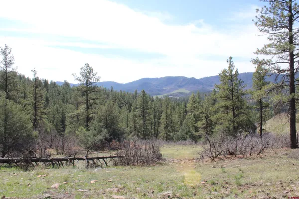a view of a dry yard with trees in the background
