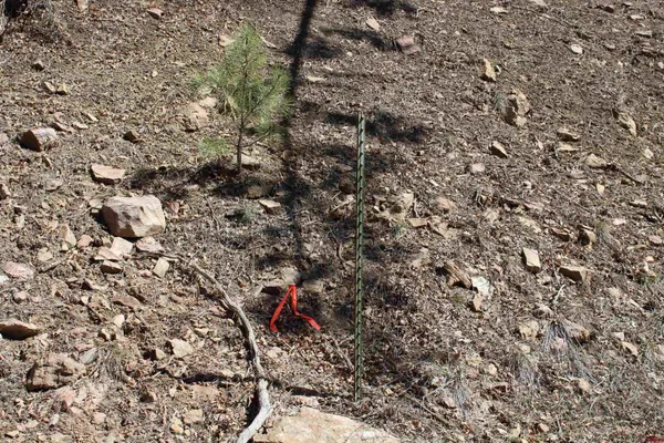 a picture of a tree