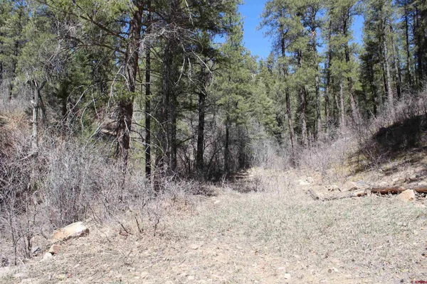 a view of a dry yard with trees in the background