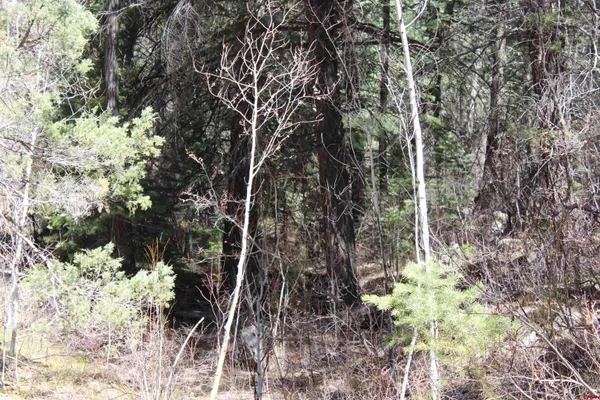 a view of bushes and trees