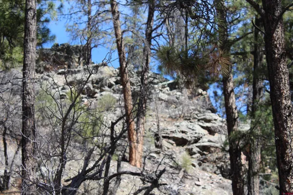 a view of a tree