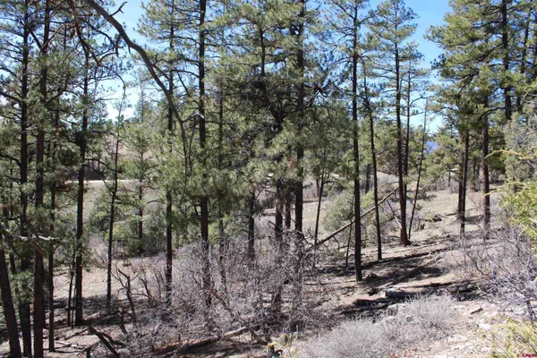 a view of a forest with trees