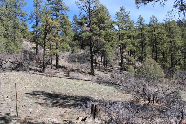 a view of a forest filled with trees