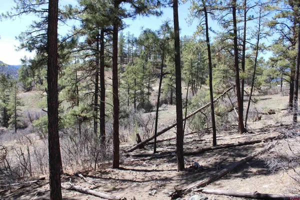 a view of a forest with a tree