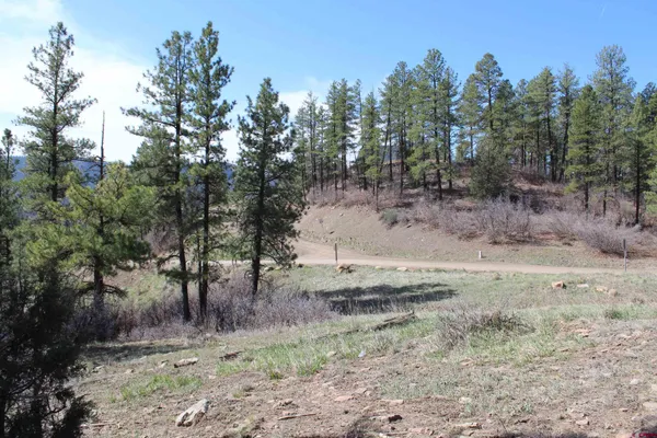 a view of a dry yard with trees