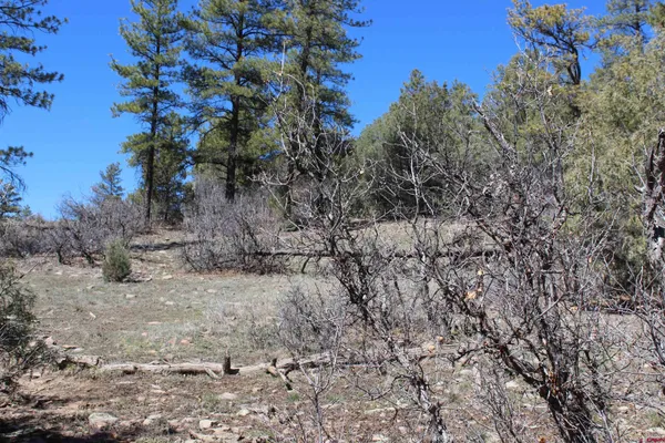 a view of a dry yard with trees in the background