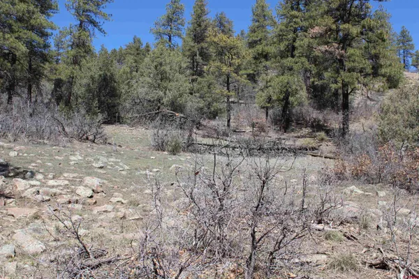 a view of a dry yard with trees