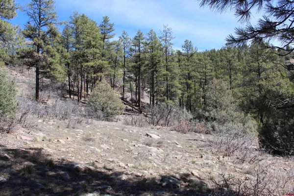 a view of a forest with trees in the background