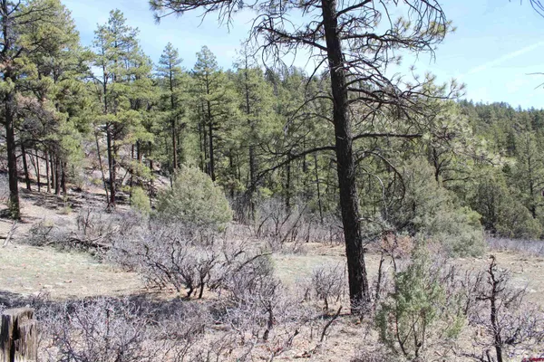 a view of a forest with trees in the background