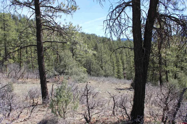 a view of a forest covered with trees