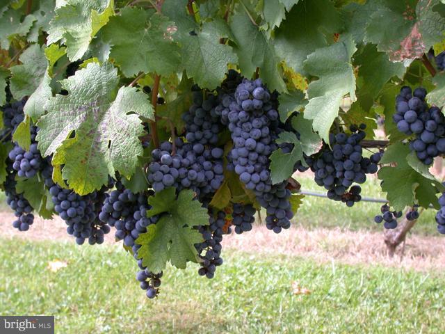 Leeds Manor Markham, VA 22643 - Photo 3 of 8 Petit Verdot,, Chambourcin and Chardonnay