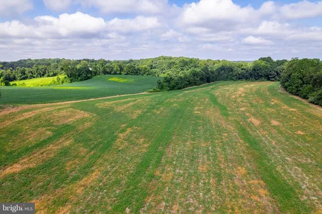 a view of a big yard with a large trees