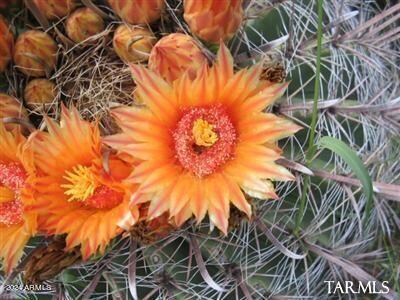 45 East De Vaca Road, Unit 45 St. David, AZ 85630 - Photo 4 of 8 a backyard of a house with a tree