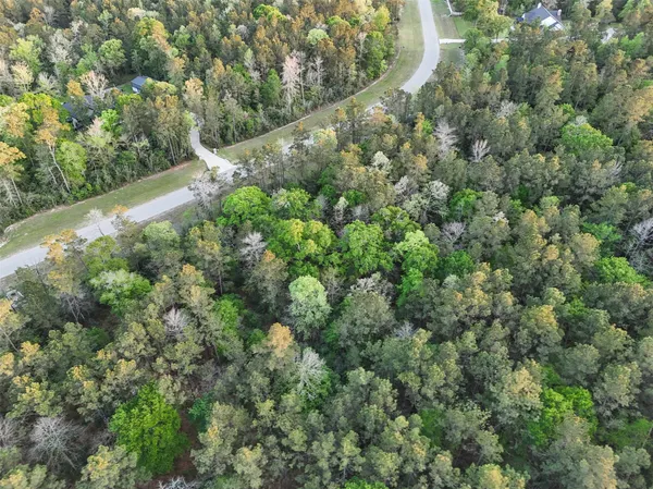 a view of a forest with a tree