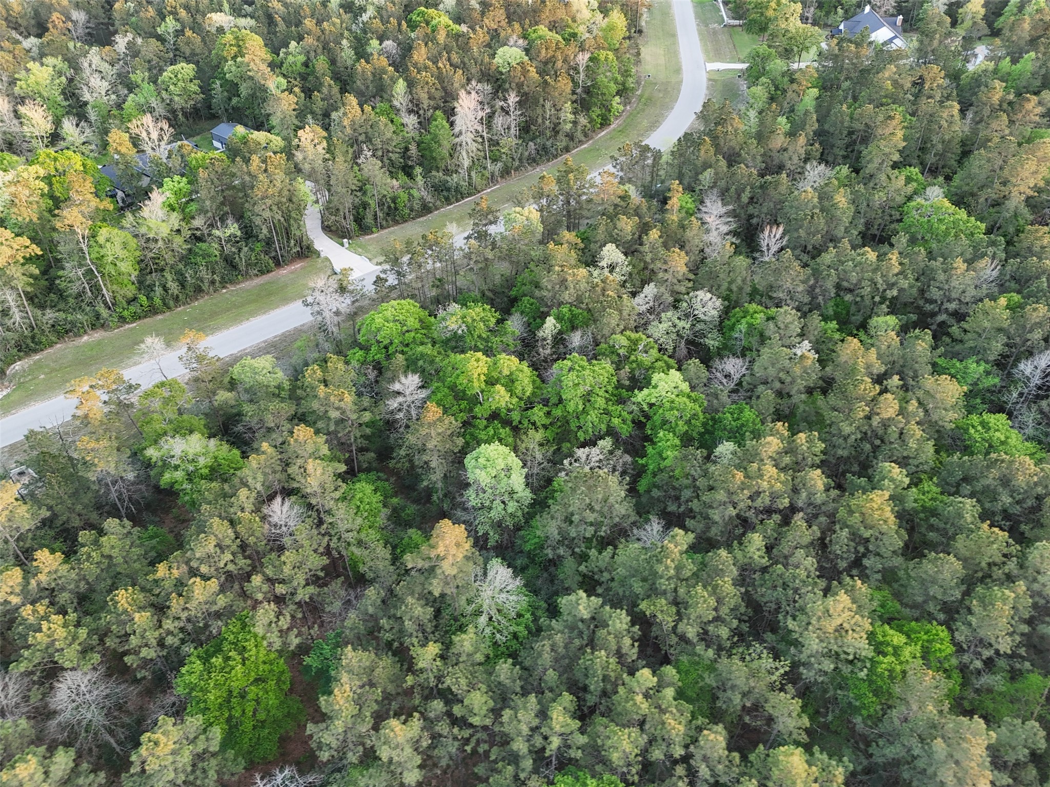 a view of a forest with a tree