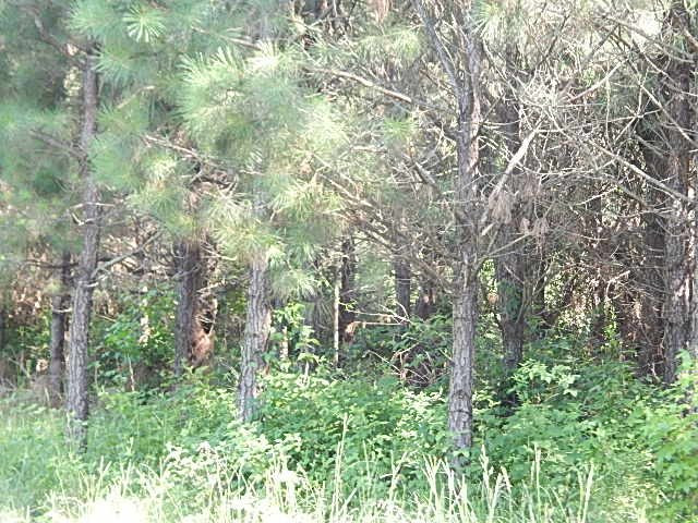 1934 Douglas Road Goodman, MS 39079 - Photo 6 of 20 Photo 6