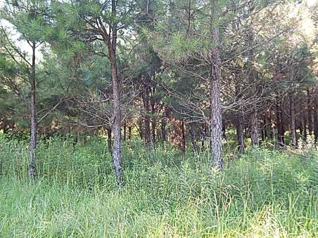 1934 Douglas Road Goodman, MS 39079 - Photo 10 of 20 Photo 10