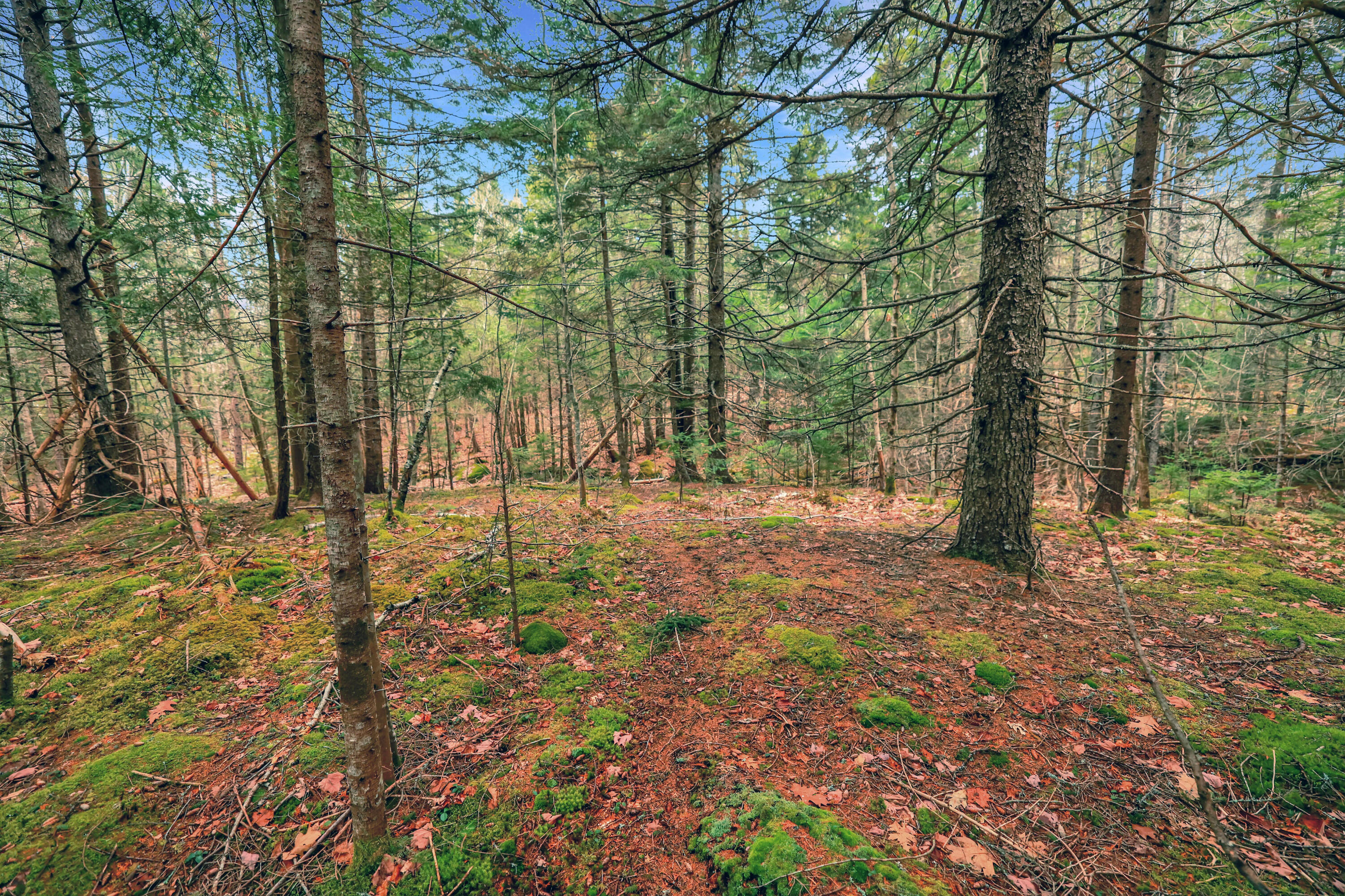 0 Swamp Road Gouldsboro, ME 04607 - Photo 3 of 6 ID9A4037