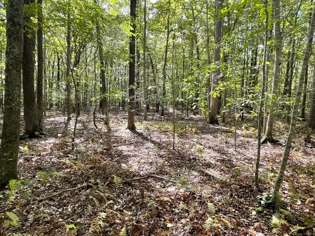 a view of a lake from a yard