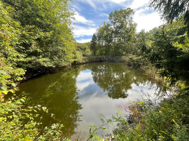 a view of a forest that has large trees